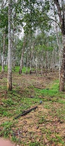 Tanah pertanian 6 ekar di Ulu Kuang, Sg Siput