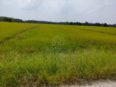 Tanah pertanian padi di jerteh