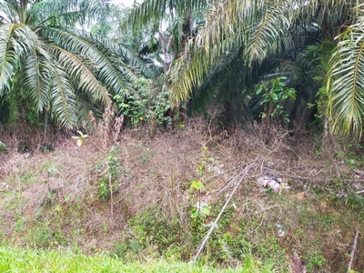 Pasir Panjang Freehold Non Bumi Oil Palm Land