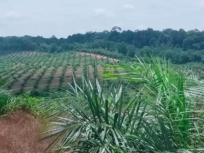 Port Dickson Freehold Oil Palm Plantation