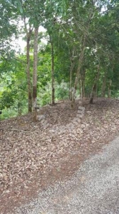 Kelatan Kuala Krai 3100 Acres Rubber Plantation Agriculture Land