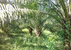 Oil palm estate at Titi