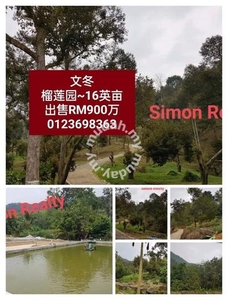 Bentong durian orchard park land for sell