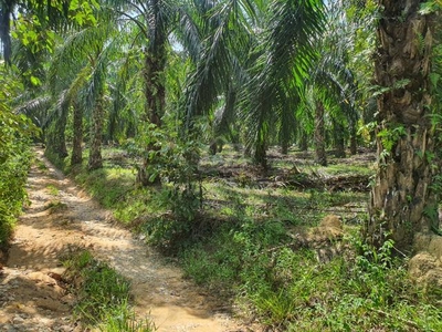 8.2514 Acres Oil Palm Land (2nd Lot) for sale in Sungai Siput, Perak