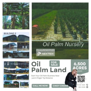 Oil Palm Nursery Land