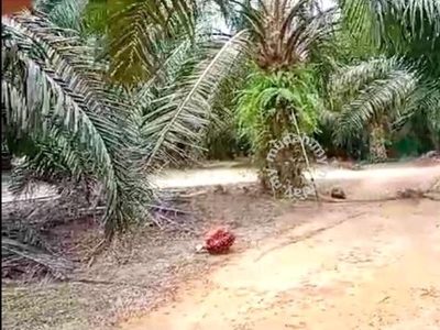 Pahang Hulu Kuantan Sungai Lembing 150 acres Palm Oil Land for SALE