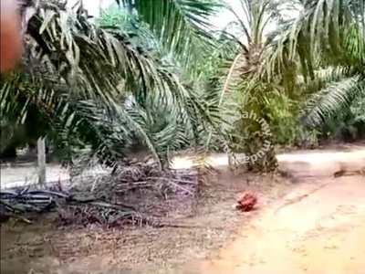 Pahang Hulu Kuantan Sungai Lembing 150acre 5-9 year Palm Oil Land SALE