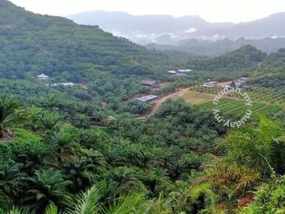 Sarawak Miri Tinjar Baram 7070 Acres Palm Oil Land for SALE