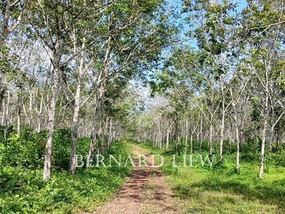 150 acres Bukit Selambau Road Frontage Rubber Plantation FOR SALE