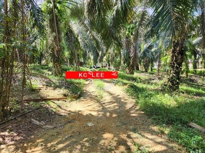 Agricultural land (With river) for sale | Sungai Tengas | Kulim