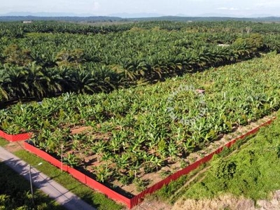 Black thorn durian farm Port Dickson Opposite Lexus Hibiscus