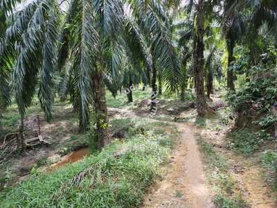 Kebun Sawit Tepi Jalan Besar di Manong