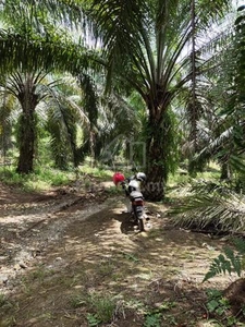 4.1 Acres Oil Palm Land for sale in Sungai Siput, Perak