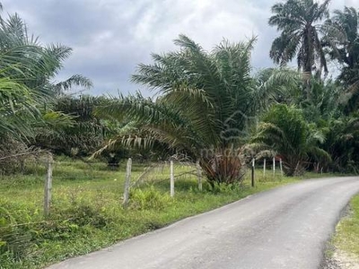 Bidor Freehold Nice Palm Oil Tree Good Invest