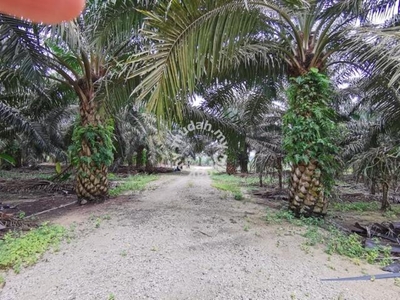 GAMBANG, PAHANG - Agriculture Land