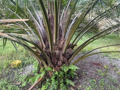 Nice Land Palm Oil Tree For Sell @ Bidor