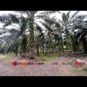 Ranggu Andrassy Oil Palm Land For Sale