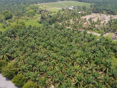 Tanah Pertanian 2 Ekar Untuk Dijual Di Larut & Matang