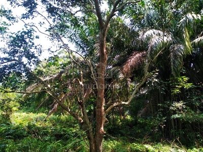 Nusa Dusun at Kuala Linggi