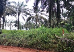 116.875 Acres Agriculture Land At Paloh,Kluang