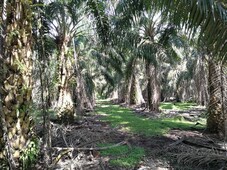 17 Acre Agriculture Land At Kluang ,Johor