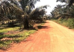 8 Acres Palm Oil Land At Yong Peng, Paloh