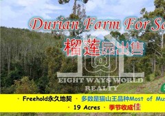 (Durian Farm) 19 Acre Agriculture Land At Simpang Durian, Jelebu