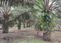(Good Harvest) 9 Acre Agriculture Land At Paloh, Kluang