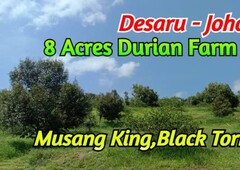 Johor Musang King Durian Farm For Sale