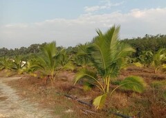 (Nearby Highway Toll) 4.97 Acres Agriculture Land At Yong Peng