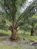 (Palm Oil Land) 19.89 Acres At Gambang,Kuantan,Pahang