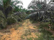 (Small Palm Oil Tree) 7 Acre ??? At Kluang,Johor