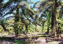 (Suitable to do Light Industrial ) 4.155 Acre Agriculture Land At Pekan Nanas,Pontian