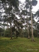 Tanah Dusun Durian seluas 13 ekar Sepang. Freehold