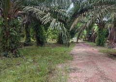 (Zoning Residential) 19.6 Acre Agriculture Land At Pontian Besar,Pontian,Johor