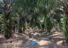 (Zoning Residential) 9.96 Acre Agriculture Land At Yong Peng