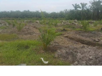 Freehold Palm Oil Plantation Land For Sale