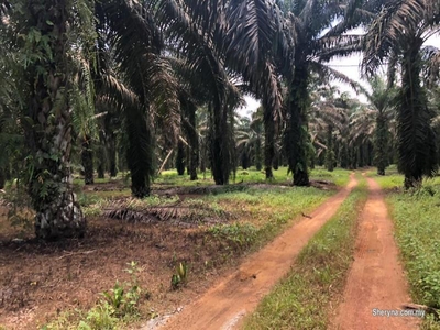 Kota Tinggi 50 acre Tanah Kelapa Sawit main road
