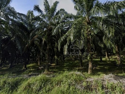 Tanah Pertanian Bukit Selambau Daerah Kuala Muda