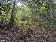 Agarwood plantation For sale