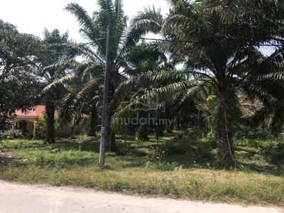 Ladang Kelapa Sawit untuk dijual di Redang Ponggor
