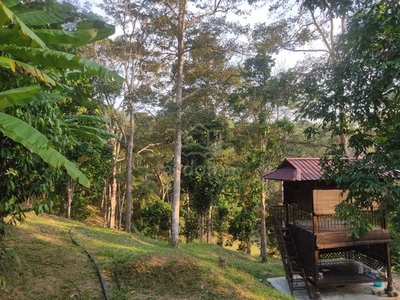 Tanah Dusun Durian Berbuah Sepanjang Tahun di Terachi Kuala Pilah