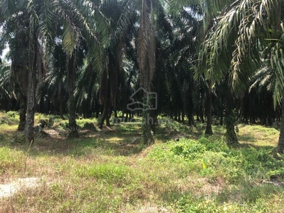 Banting Bukit Changgang Tanjung Dua Belas 3 Acres Land