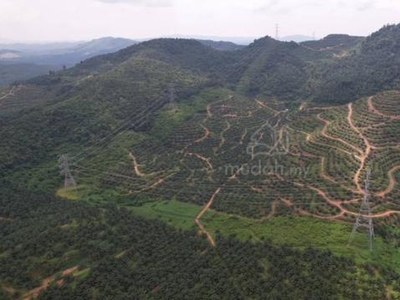 [Below MV] 136.7 Acres Ladang Kelapa Sawit Untuk Di Jual Dangi, Johol