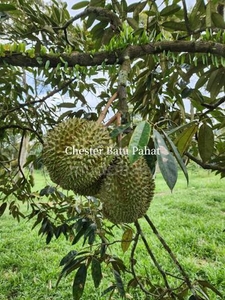 Durian Farm Kg.Sri Maju Jaya 86100 Ayer Hitam
