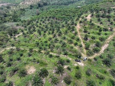 For Sale - Ipoh/Perak Lenggong 5.5 Acres Freehold Oil Palm Land