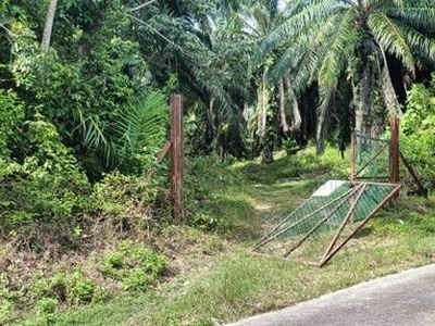 [FREEHOLD NONBUMI LAND LENDU] 53acres 650m from Main Road