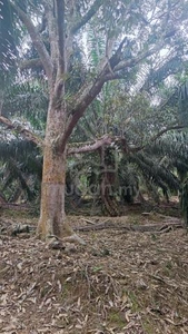 Hill Land Suitable For Durian Farm | 13+1 Acre Freehold Land