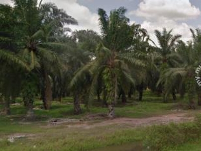 Road Frontage Agricultural land for rent Kampung Raja Musa