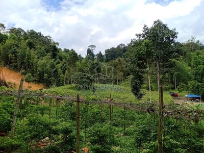 Tanah Pertanian Sungai Kuali, Janda Baik Bentong Pahang [DEKAT SUNGAI]
